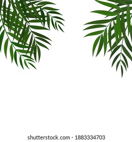 Abstract Realistic Green Palm Leaf Tropical Background. Vector illustration