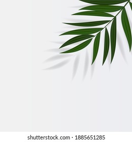 Abstract Realistic Green Palm Leaf Tropical Background. Vector illustration