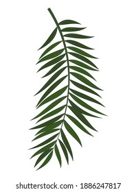 Abstract Realistic Green Palm Leaf. Design Element. Vector illustration