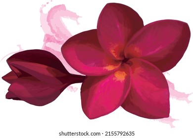 Abstract red frangipani flower with color paint on white background. (Scientific name plumeria)