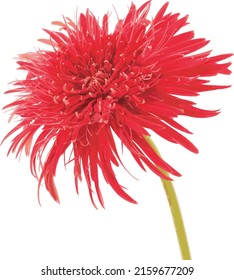 Abstract of Red Gerbera daisy flower on white background.