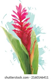 Abstract of Red Ginger, Pink cone ginger, Ostrich plume flower with color splashed on white background. (Scientific name Alpinia purpurata (Vieill.) K.Schum)