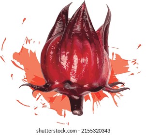 Abstract red Hibiscus sabdariffa or roselle fruit withcolor spread on white background