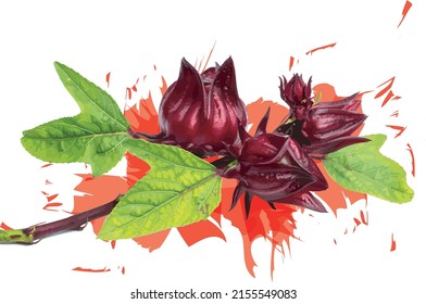 Abstract red Hibiscus sabdariffa or roselle fruit with leaf and red color spread on white background