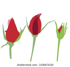 Abstract red rose buds,vector illustration design on white background. 