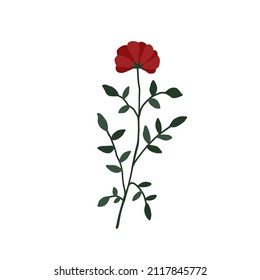 Resumen de la flor silvestre roja aislada en fondo blanco. Plantas botánicas florales de flores silvestres. pradera y hierba de campo. Delicada ilustración floral de primavera en estilo plano dibujado a mano 