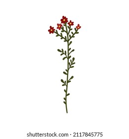 Resumen de la flor silvestre roja aislada en fondo blanco. Plantas botánicas florales de flores silvestres. pradera y hierba de campo. Delicada ilustración floral de primavera en estilo plano dibujado a mano 