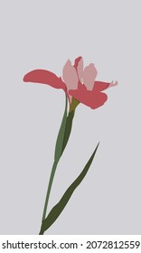 Representación abstracta de un lirio rosado