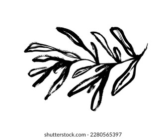 Abstract rosemary branch vector illustration. Hand drawn rosemary branch isolated on white background. Organic wild herb sketch. Vector botanical element. Rustic style twig drawn with brush.