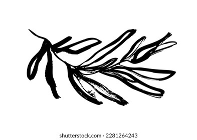 Abstract rosemary branch vector illustration. Hand drawn rosemary branch isolated on white background. Organic wild herb sketch. Vector botanical element. Rustic style twig drawn with brush.