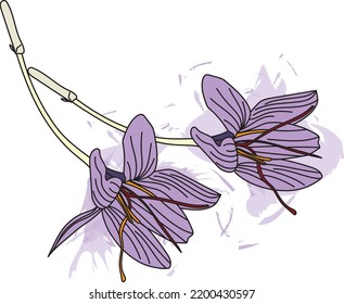 Abstract the Saffron flower with stigma on color spread. (Scientific name Crocus sativa (Iridaceae))