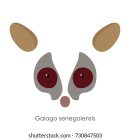 Abstract senegal bushbaby, Galago senegalensis, head of an animal. Flat style. Vector image. On a white background