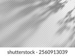 Abstract shadow overlay from foliage on a transparent background.