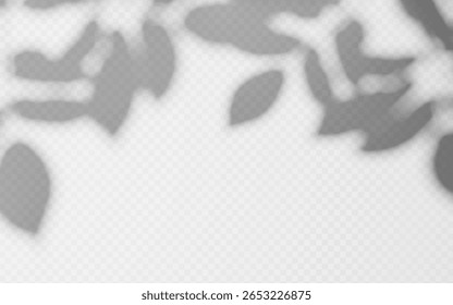 Abstrakte Schattenüberlagerung von Laubbaumzweig auf transparentem Hintergrund.