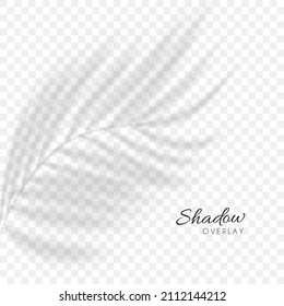 Abstract shadow overlay of palm leaf silhouette isolated on transparent  background. Blurry shadow of tropical tree branch morning sun light
