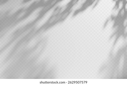 Superposition d'ombre d'Abstrait à partir d'une branche d'arbre sur fond transparent.