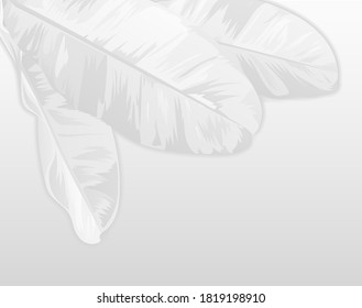 Abstract Shadows, blurred background of gray leaves and natural trees blurred backgrounds and black and white wallpapers