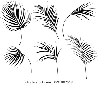 Abstract silhouette leaves isolated on white collection. Tropical leaves set. Hand drawn vintage illustration.