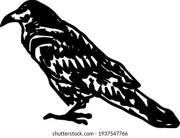 Abstract silhouette outline of blackbird. Lineart vector illustration.