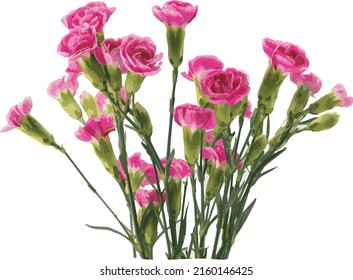 Abstract of Smaller carnations arrangements on  white background.