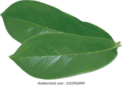 Abstract Of Soursop Leaf. (Scientific Name Annona Muricata)