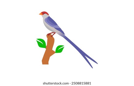 abstract, sparrow, longtail,  bird logo, flying, icon, design, graphics, wings,