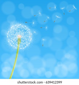 Abstract spring background with dandelion flower and seeds, vector illustration.