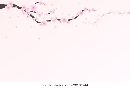 abstract Spring cherry blossoms or pink flower and branch on white color background