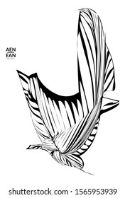 Abstract striped shape. Optical art background. Black and white striped abstract flower or insect. Botanical vector illustration isolated.