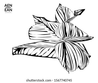 Abstract striped shape. Optical art background. Black and white striped abstract flower or insect. Botanical vector illustration isolated.