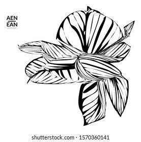 Abstract striped shape. Optical art background. Black and white striped abstract flower or insect. Botanical vector illustration isolated.