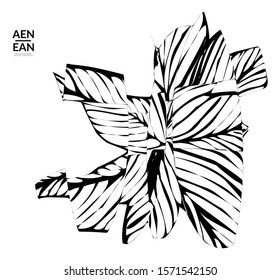 Abstract striped shape. Optical art background. Black and white striped abstract flower or insect. Botanical vector illustration isolated.