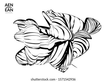 Abstract striped shape. Optical art background. Black and white striped abstract flower or insect. Botanical vector illustration isolated.