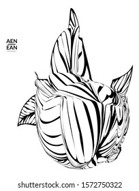 Abstract striped shape. Optical art background. Black and white striped abstract flower or insect. Botanical vector illustration isolated.