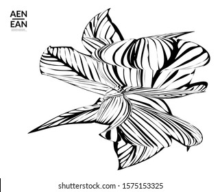 Abstract striped shape. Optical art background. Black and white striped abstract flower or insect. Botanical vector illustration isolated.