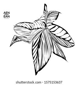 Abstract striped shape. Optical art background. Black and white striped abstract flower or insect. Botanical vector illustration isolated.