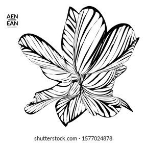 Abstract striped shape. Optical art background. Black and white striped abstract flower or insect. Botanical vector illustration isolated.