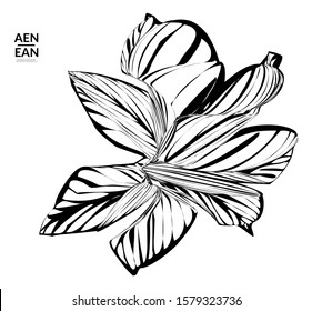 Abstract striped shape. Optical art background. Black and white striped abstract flower or insect. Botanical vector illustration isolated.