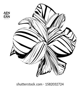 Abstract striped shape. Optical art background. Black and white striped abstract flower or insect. Botanical vector illustration isolated.