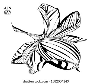 Abstract striped shape. Optical art background. Black and white striped abstract flower or insect. Botanical vector illustration isolated.