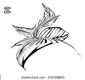 Abstract striped shape. Optical art background. Black and white striped abstract tropical flower or leaf. Botanical vector illustration isolated. Floral design.