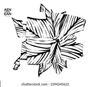 Abstract striped shape. Optical art background. Black and white striped abstract tropical flower or leaf. Botanical vector illustration isolated. Floral design.