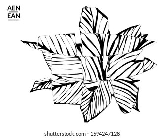 Abstract striped shape. Optical art background. Black and white striped abstract tropical flower or leaf. Botanical vector illustration isolated. Floral design.