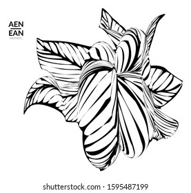 Abstract striped shape. Optical art background. Black and white striped abstract tropical flower or leaf. Botanical vector illustration isolated. Floral design.