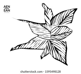 Abstract striped shape. Optical art background. Black and white striped abstract tropical flower or leaf. Botanical vector illustration isolated. Floral design.