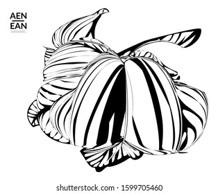 Abstract striped shape. Optical art background. Black and white striped abstract tropical flower or leaf. Botanical vector illustration isolated. Floral design.