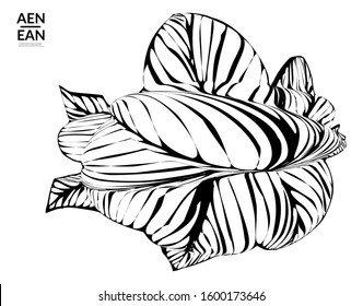 Abstract striped shape. Optical art background. Black and white striped abstract tropical flower or leaf. Botanical vector illustration isolated. Floral design.