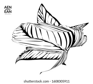 Abstract striped shape. Optical art background. Black and white striped abstract tropical flower or leaf. Botanical vector illustration isolated. Floral design.