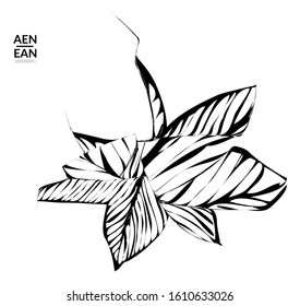 Abstract striped shape. Optical art background. Black and white striped abstract tropical flower or leaf. Botanical vector illustration isolated. Floral design.