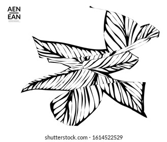 Abstract striped shape. Optical art background. Black and white striped abstract tropical flower or leaf. Botanical vector illustration isolated. Floral design.